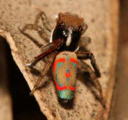 Maratus pavonis