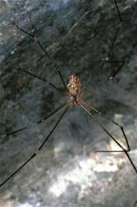Pholcus ZZ193